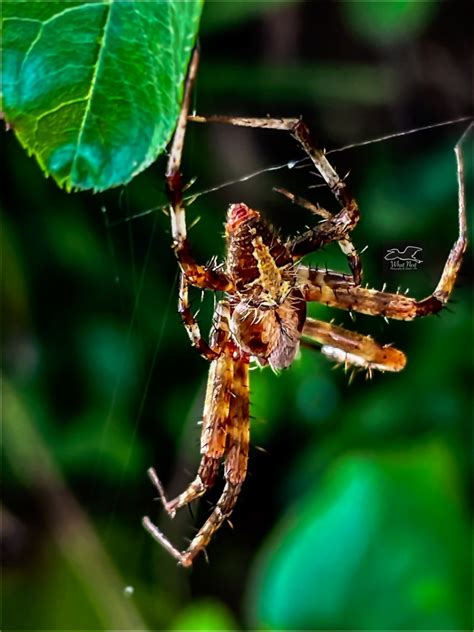 are orb weavers nocturnal.